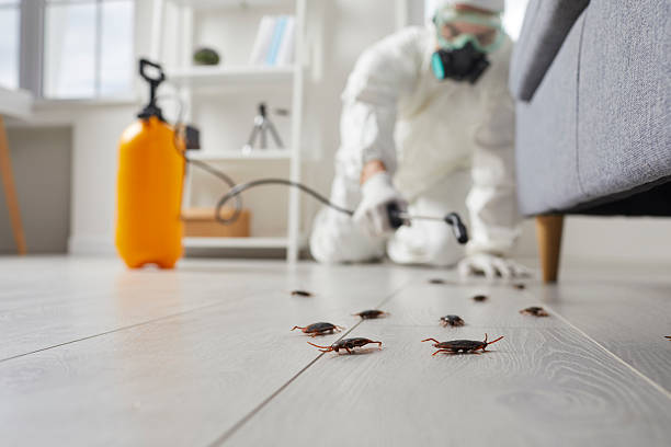 Commercial Rodent Management in Kentwood